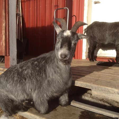 Ofelas Islandshaestar & Guideservice Kiruna Luaran gambar