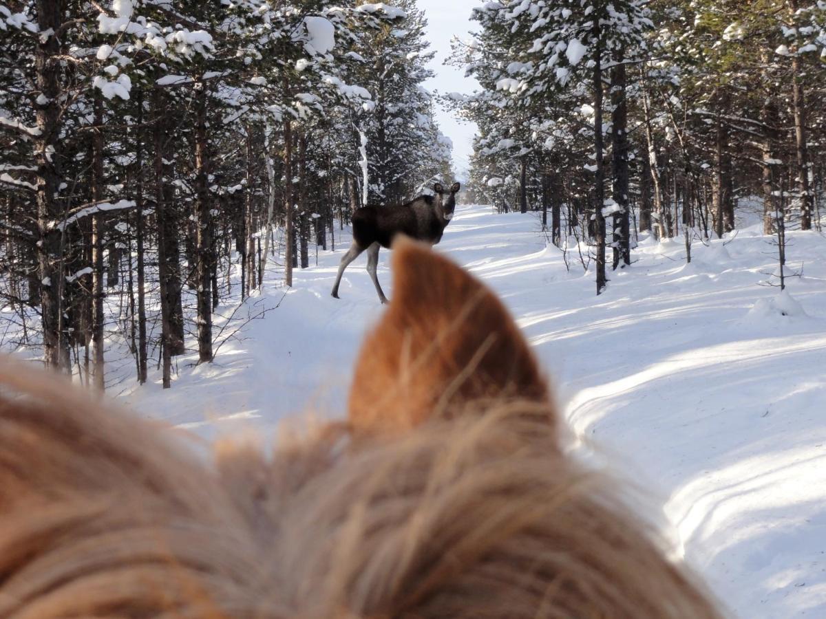 Ofelas Islandshaestar & Guideservice Kiruna Luaran gambar