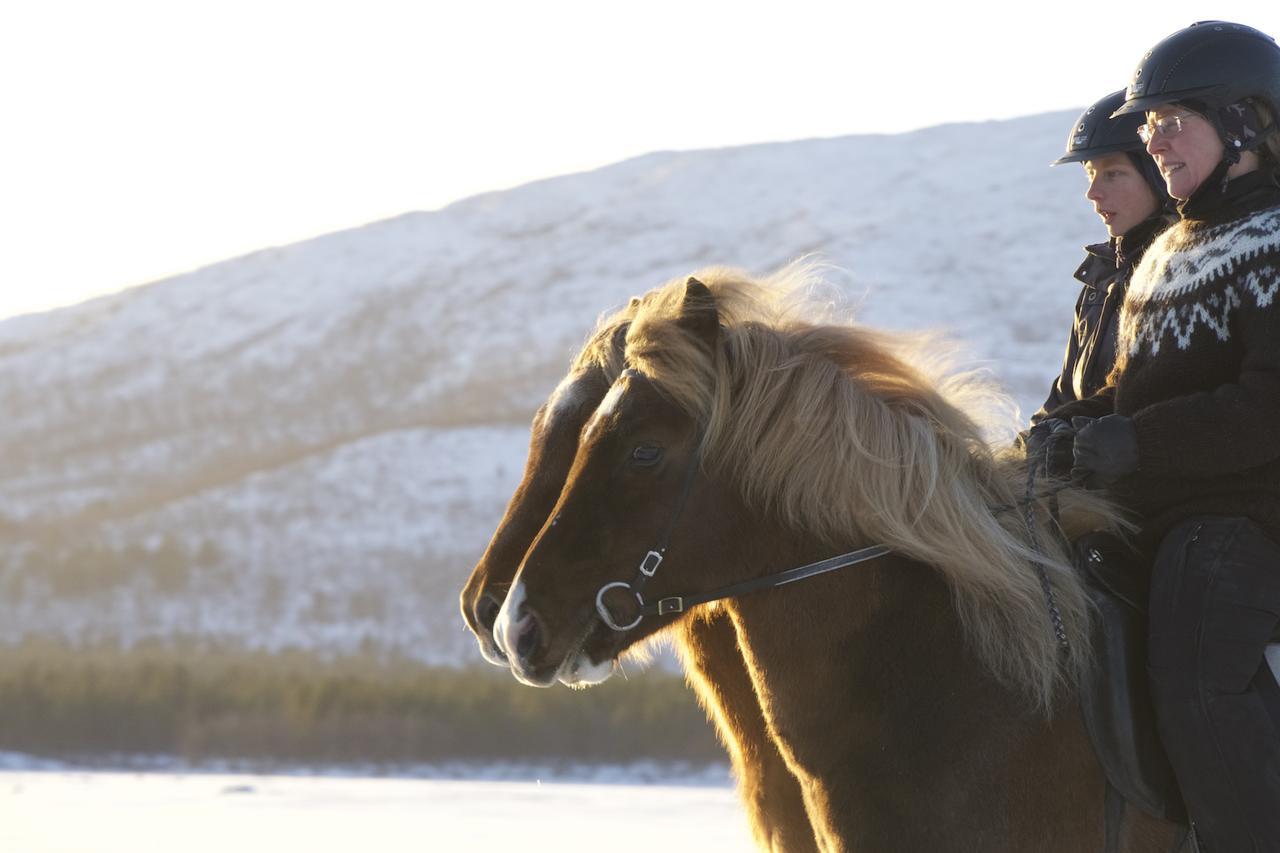 Ofelas Islandshaestar & Guideservice Kiruna Luaran gambar