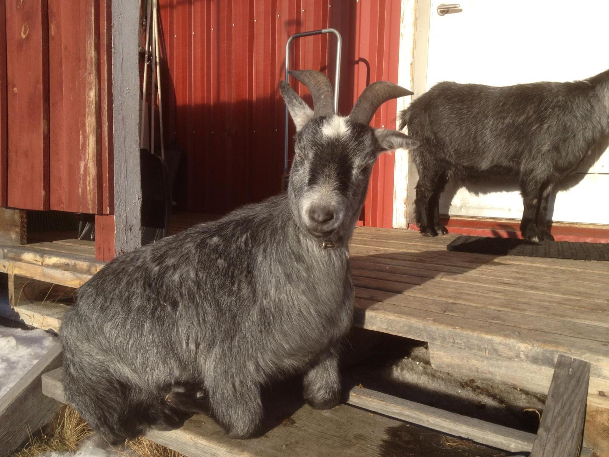 Ofelas Islandshaestar & Guideservice Kiruna Luaran gambar