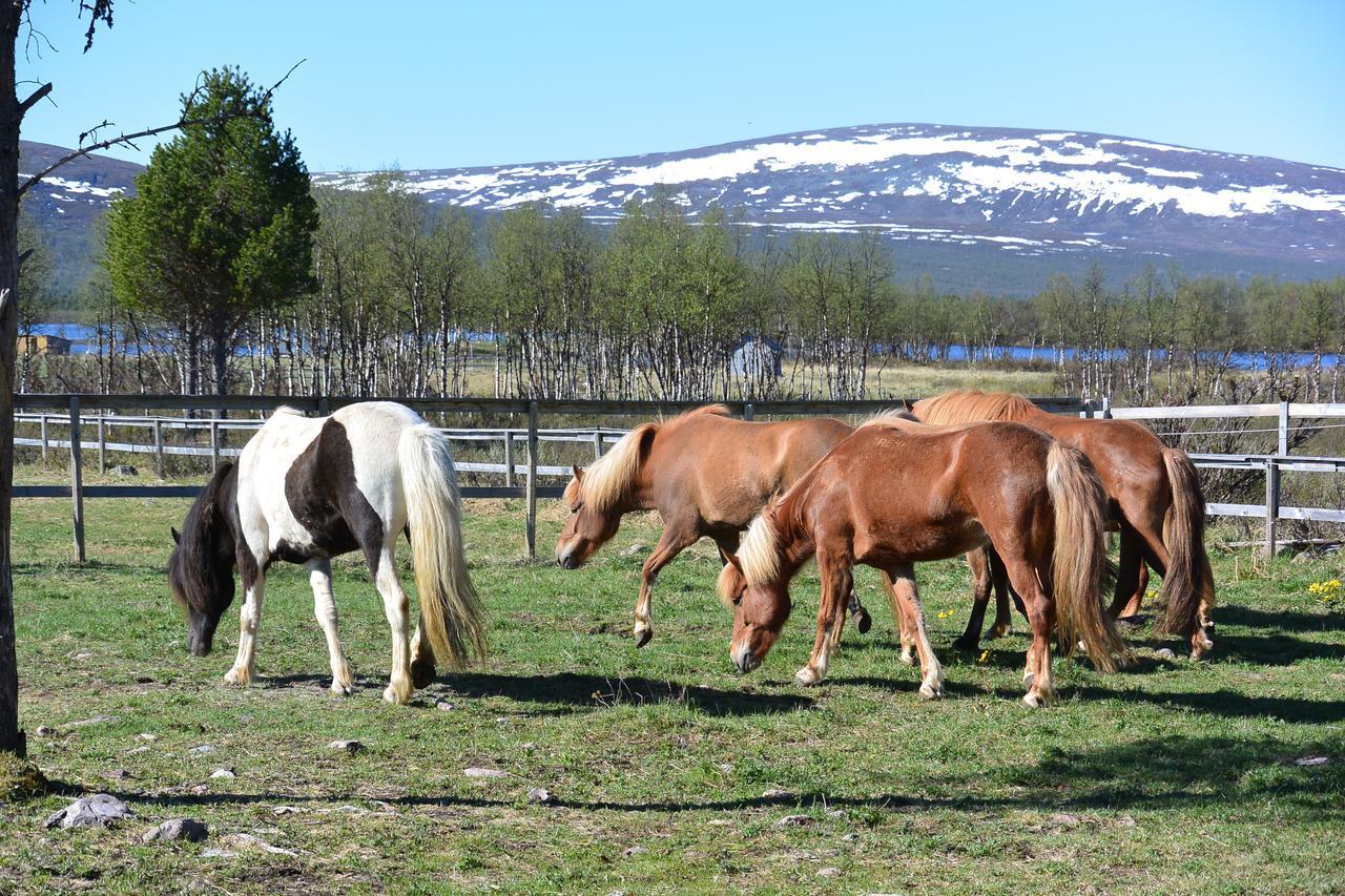 Ofelas Islandshaestar & Guideservice Kiruna Luaran gambar